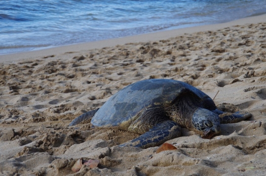 oahu_sea_turtle